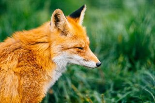 В Сысертском районе выявлен новый случай бешенства у лисицы