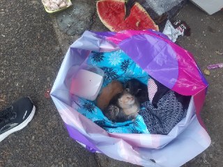 Неравнодушные жители спасают выброшенных котят в Ревде